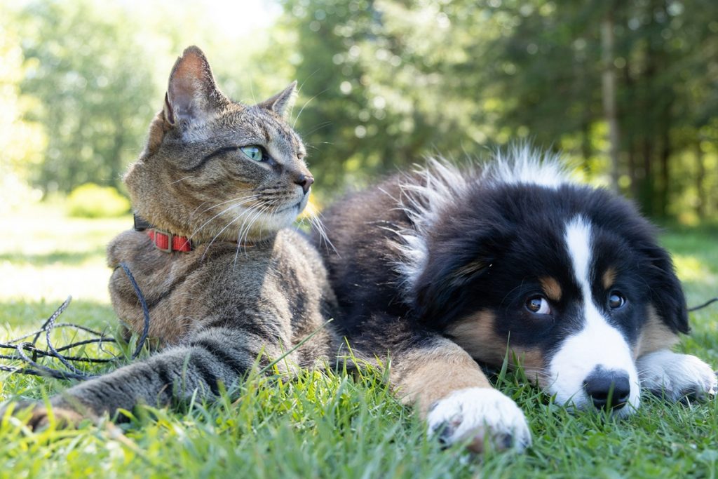 cão e gato na relva