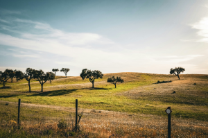 Há uma nova experiência no Alentejo que mistura passeios em automóveis clássicos e provas de vinho