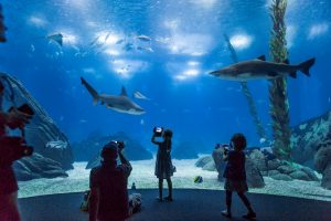 O verão já chegou ao Oceanário de Lisboa – e traz bilhetes a 15€ para todos os visitantes. Saiba como aproveitar