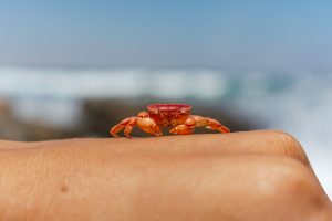 Caranguejo. Como é o signo que marca a chegada do verão e mexe com emoções e afetos