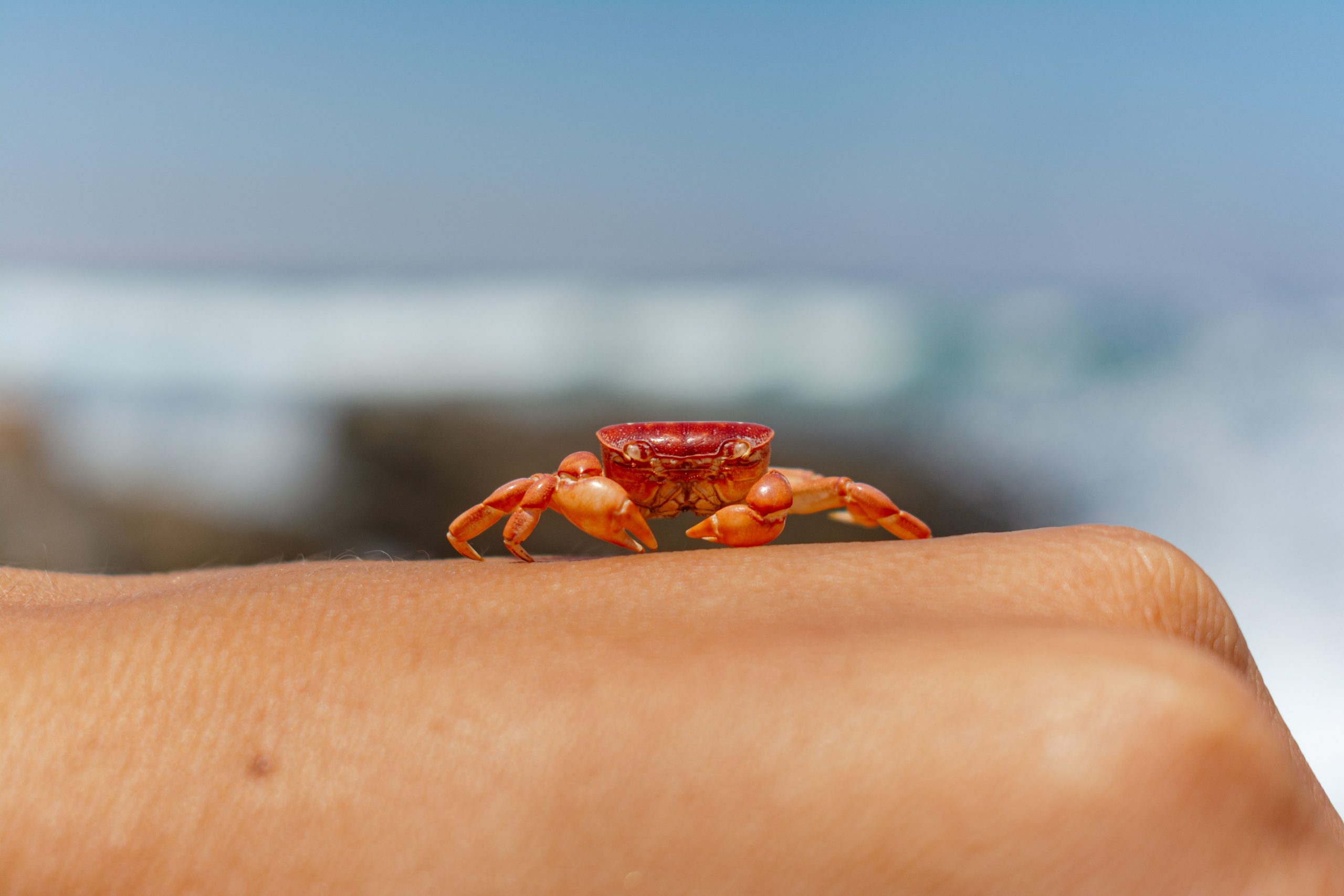 Caranguejo. Como é o signo que marca a chegada do verão e mexe com emoções e afetos