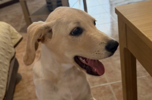 “Dobby já abana a cauda outra vez.” O cão que quase morreu afogado às mãos de uma criança está a recuperar e emociona Portugal