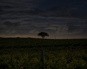 Colheita de uvas, pisa e provas comentadas. A Ervideira abre as portas para uma experiência única sob o céu estrelado do Alentejo