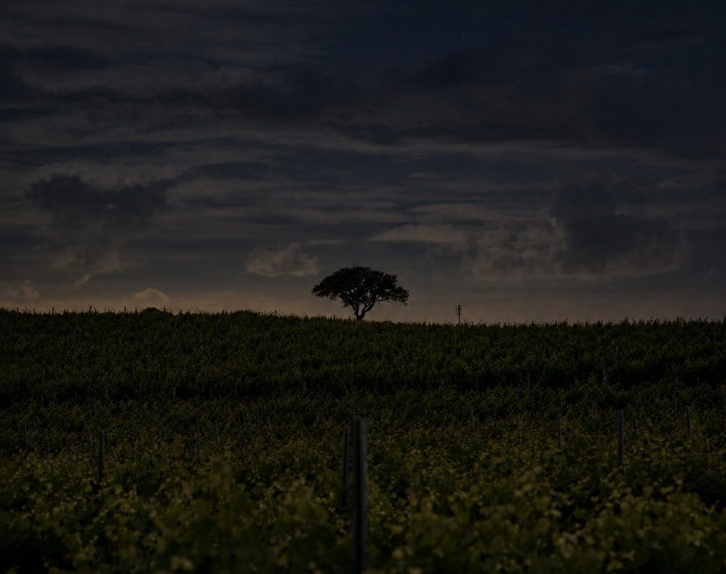 Colheita de uvas, pisa e provas comentadas. A Ervideira abre as portas para uma experiência única sob o céu estrelado do Alentejo