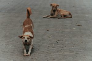 Vaga de calor. Como proteger as patas do seu cão das queimaduras provocadas pelo pavimento