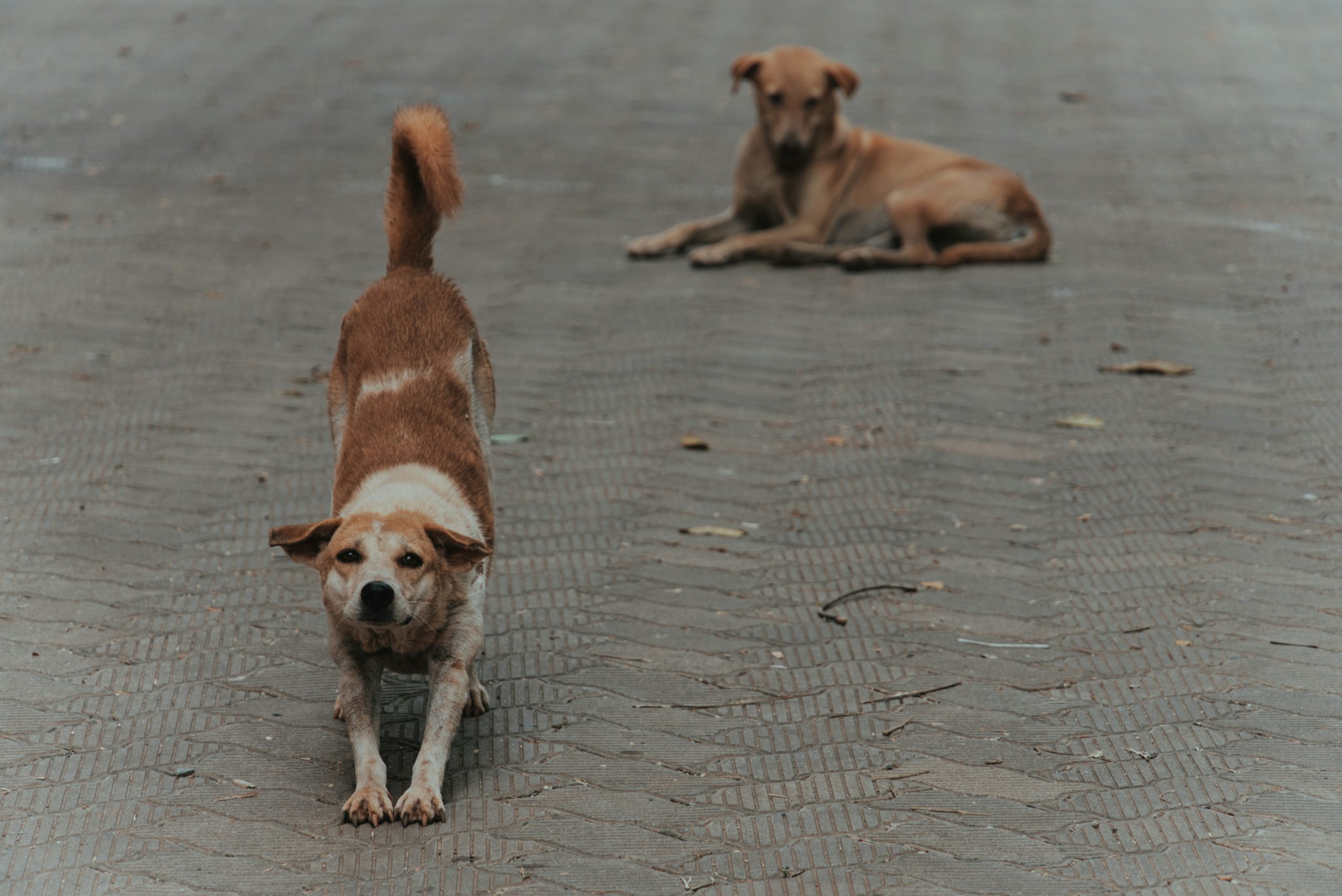 Vaga de calor. Como proteger as patas do seu cão das queimaduras provocadas pelo pavimento