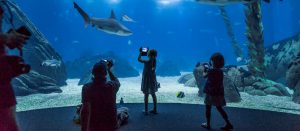Oceanário de Lisboa está com uma promoção imperdível (mas não por muito tempo). Saiba a quanto estão os bilhetes