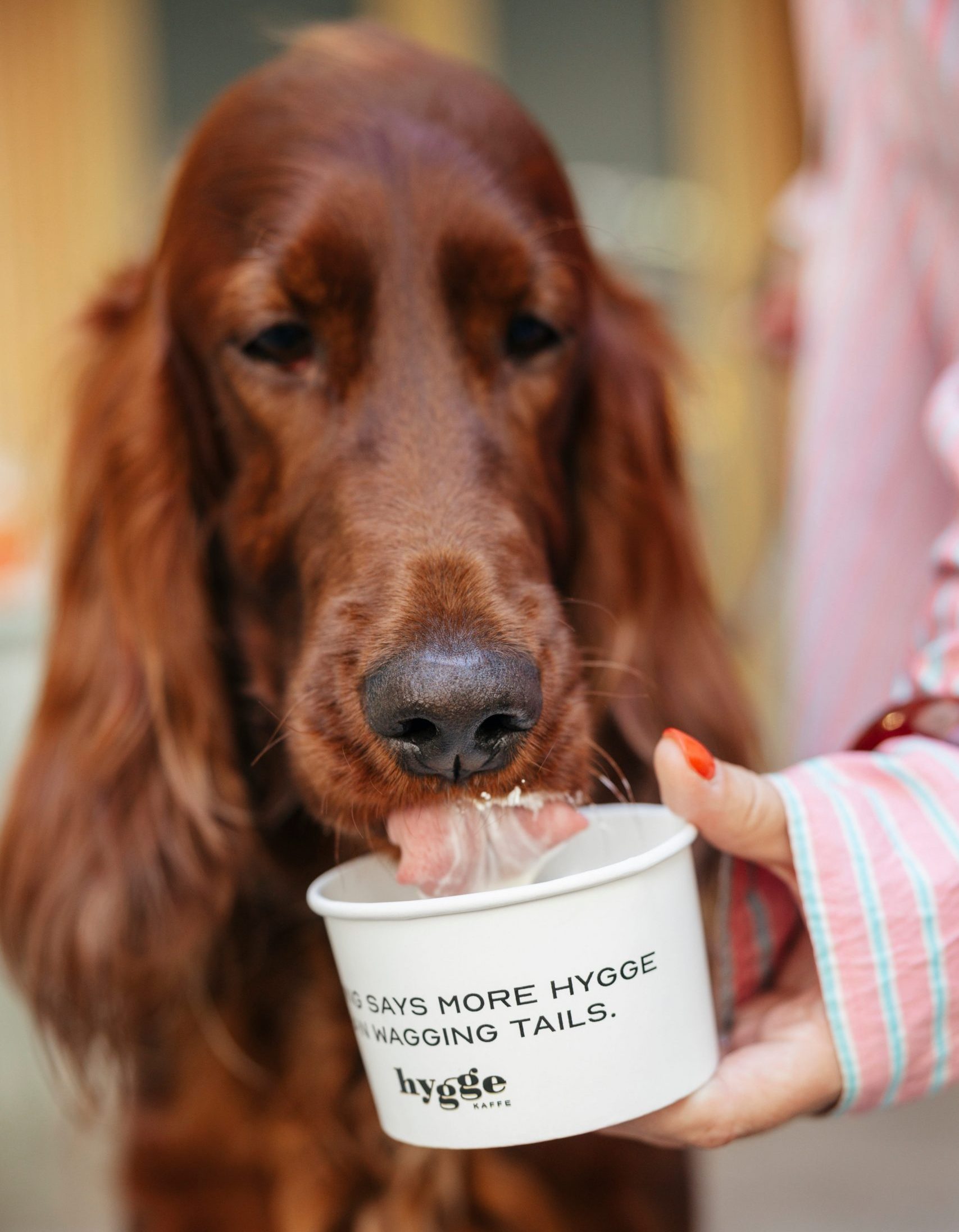 Hygge Kaffe oferece brunch aos seus animais em dia especial (saiba o que tem de fazer)