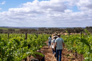 O Esporão quer levá-lo à vindima. Há provas de vinho, pisa a pé e almoços nas herdades