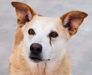 Dia Mundial do Animal Abandonado. União Zoófila explica como tenta travar uma realidade que continua a crescer