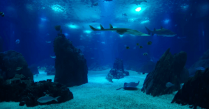 Oceanário de Lisboa tem bilhetes mais baratos. Saiba até quando e quem os pode aproveitar