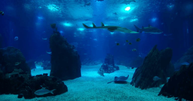 Oceanário de Lisboa tem bilhetes mais baratos. Saiba até quando e quem os pode aproveitar