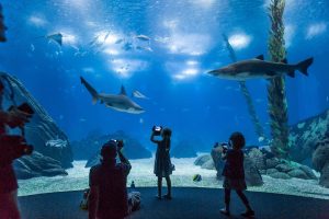 No Halloween, ir ao Oceanário de Lisboa fica 10€ mais barato. Saiba como aproveitar o desconto