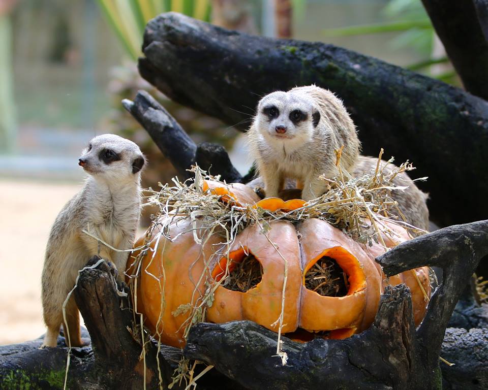 Sem ideias do que fazer com os miúdos no Halloween? O Zoo de Lisboa tem jogos, desafios e visitas guiadas