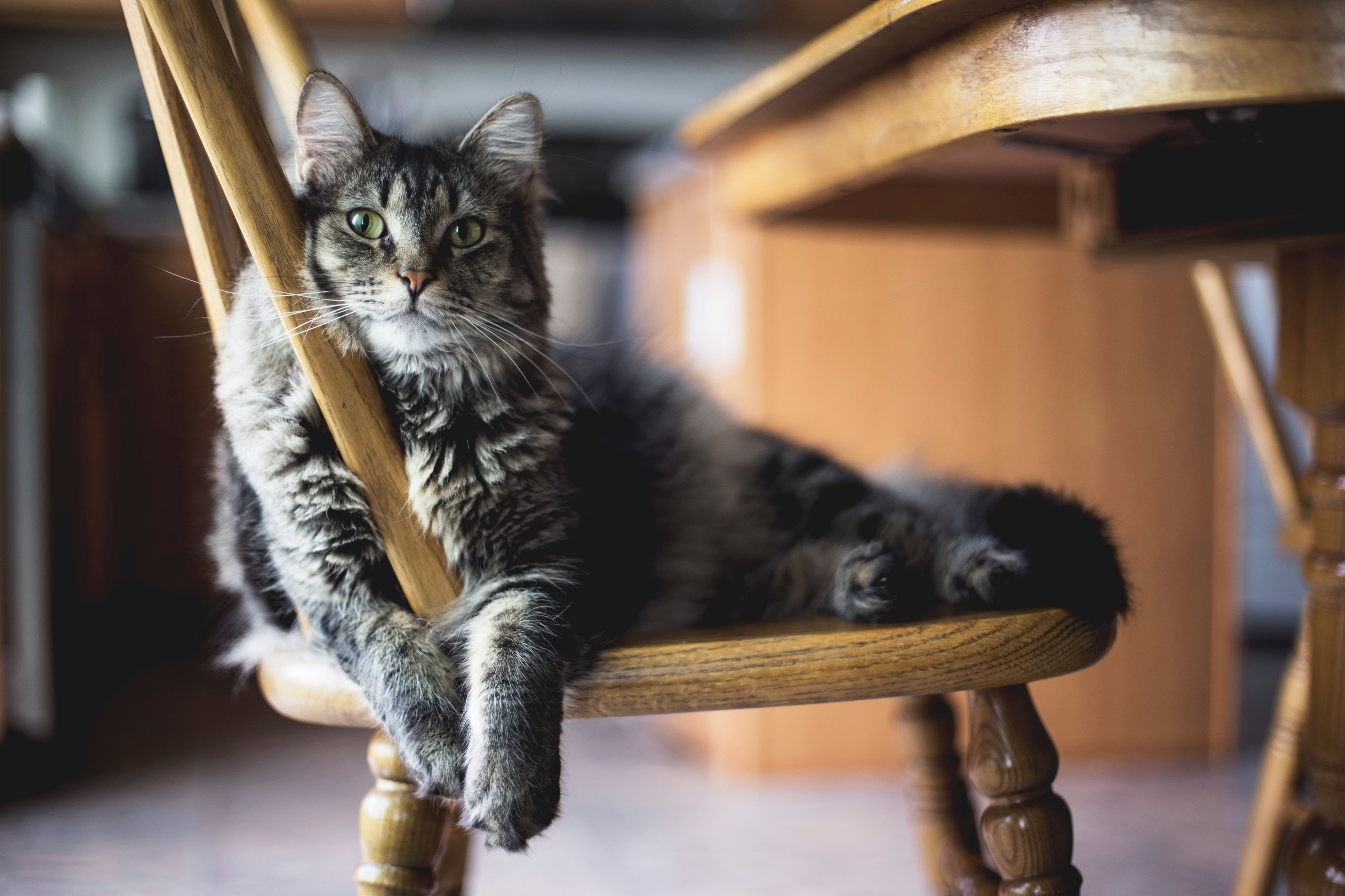 Está comprovado: os gatos sabem que os estão a chamar — mas preferem ignorar