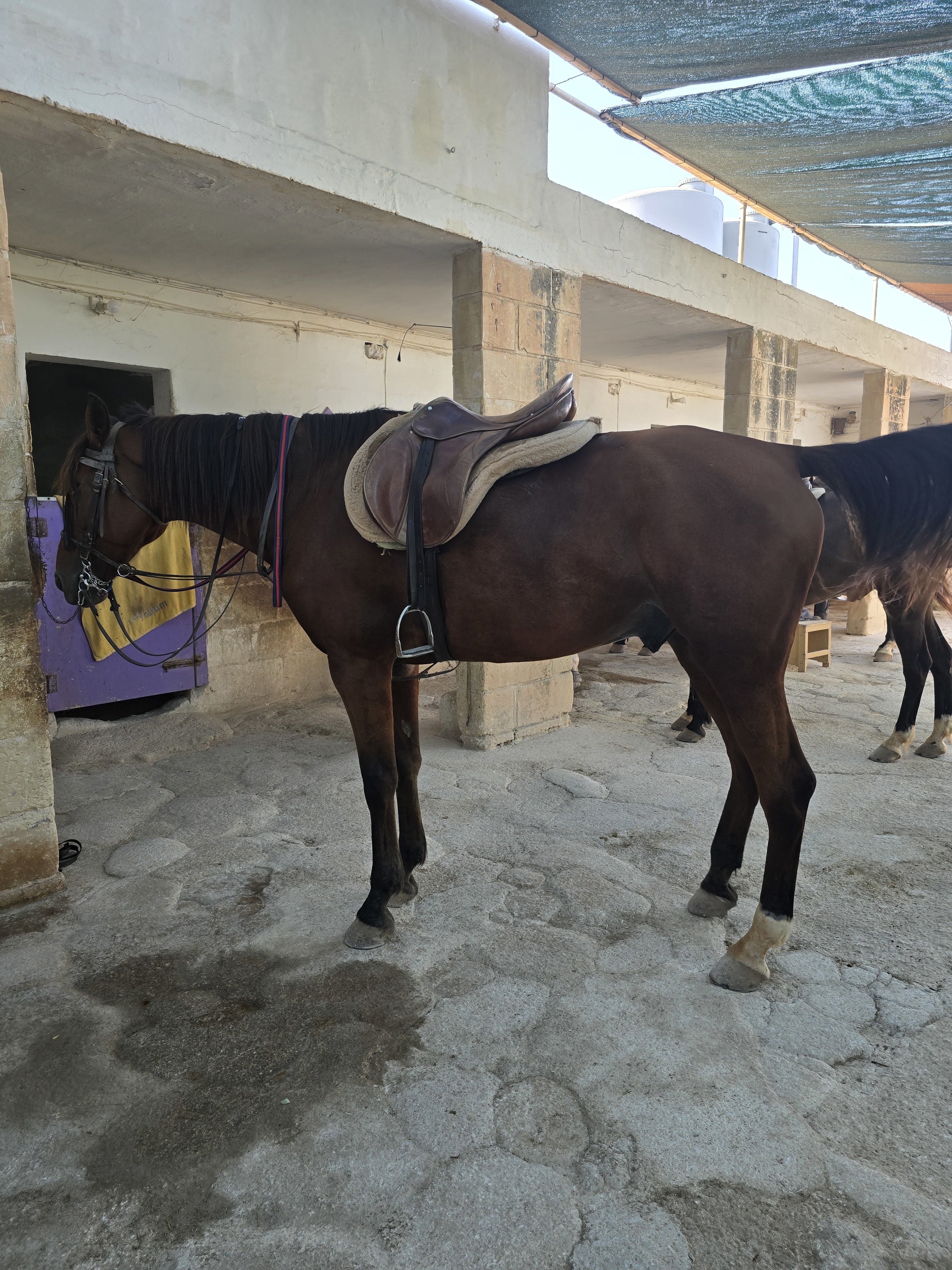 Passeio a cavalo na Golden Bay, no nordeste de Malta