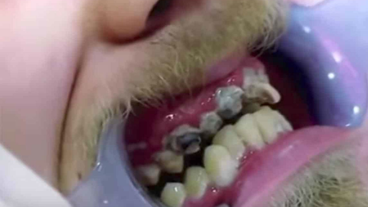 Os antigos dentes de Jay