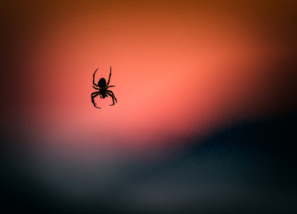 Em 1995, a NASA colocou aranhas sob o efeito de drogas
