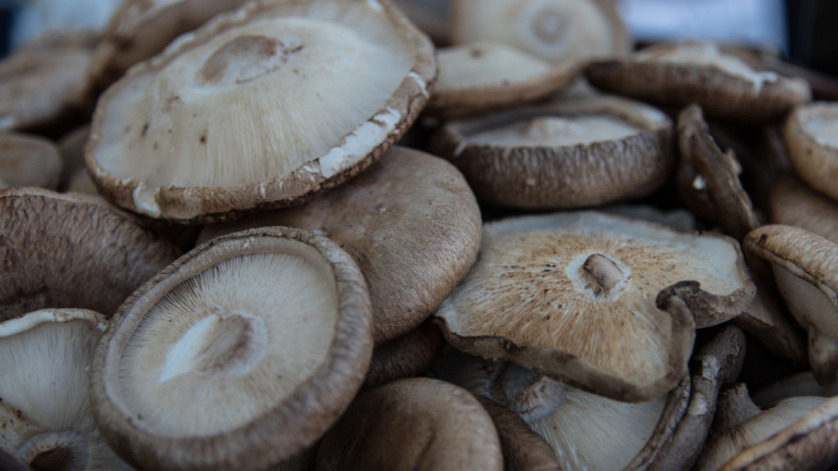 Pleurotos