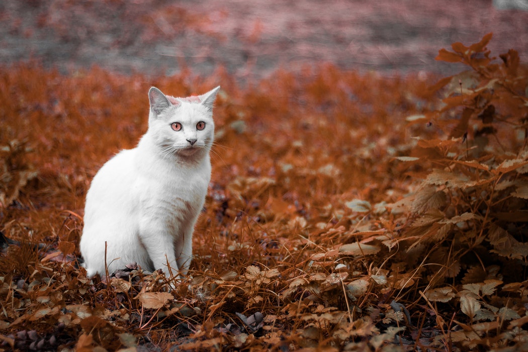 Os gatos são psicopatas ou apenas gatos?
