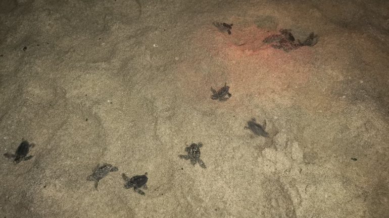 De repente, encontramos um ninho de tartarugas