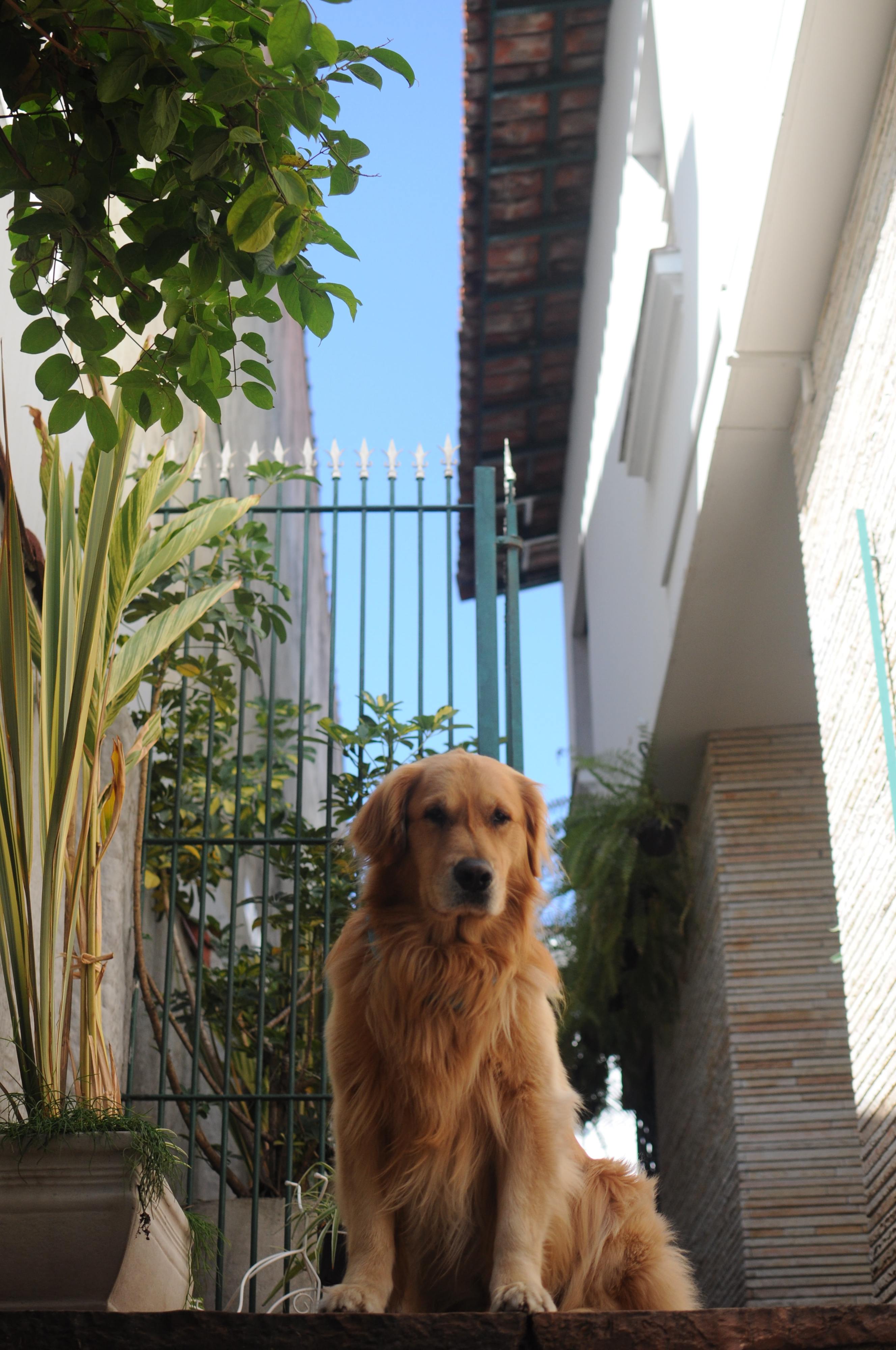 Cão vai entregar as compras de supermercado a uma mulher doente que vive em isolamento