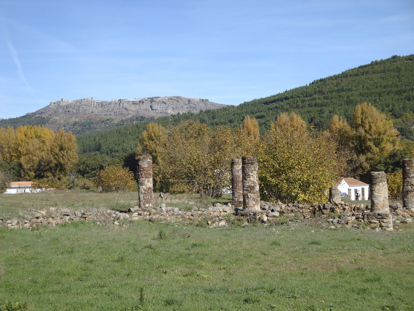 Ammaia