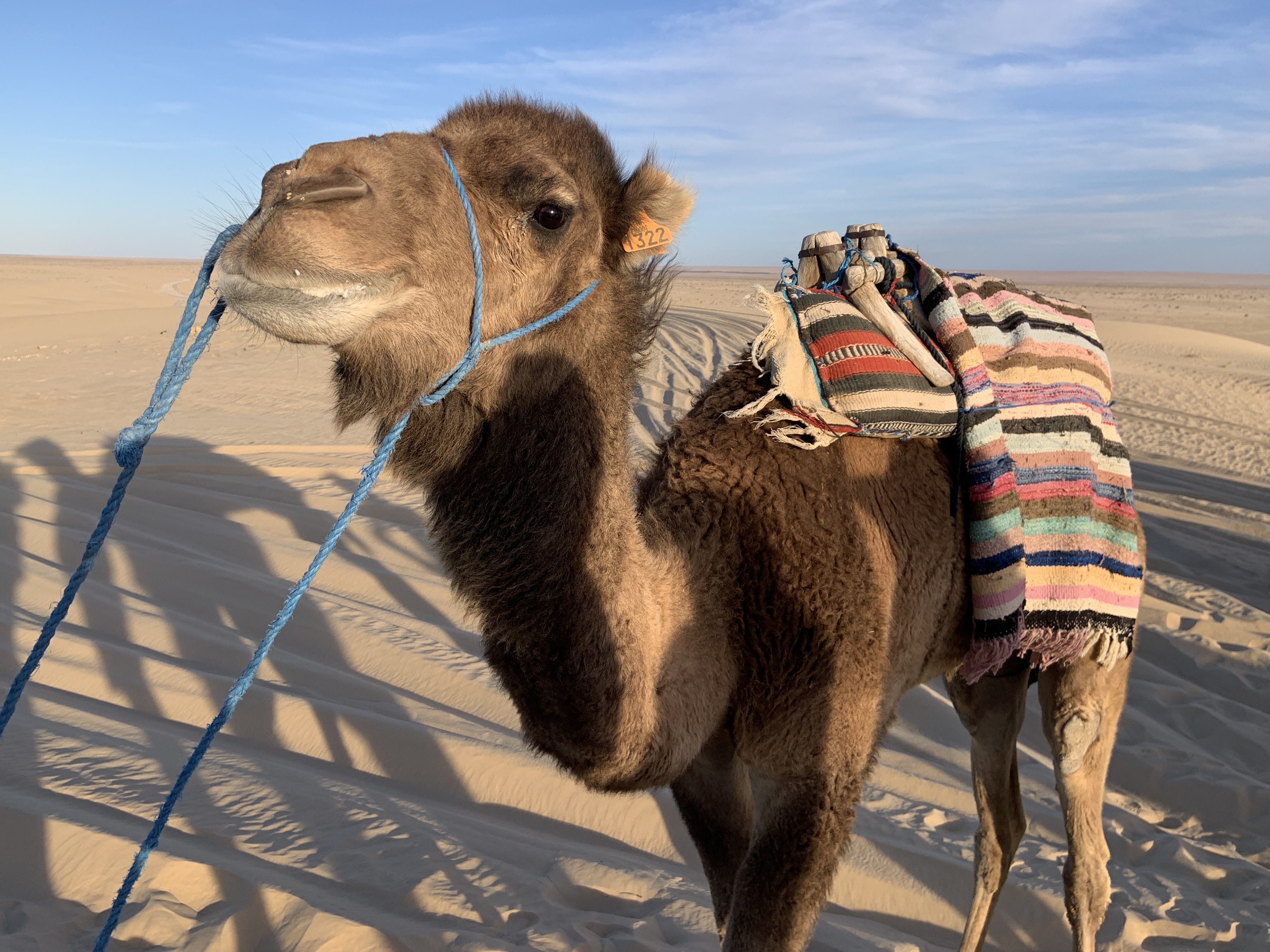 Ver o nascer do sol montado num camelo e andar num barco pirata. 3 excursões imperdíveis em Djerba