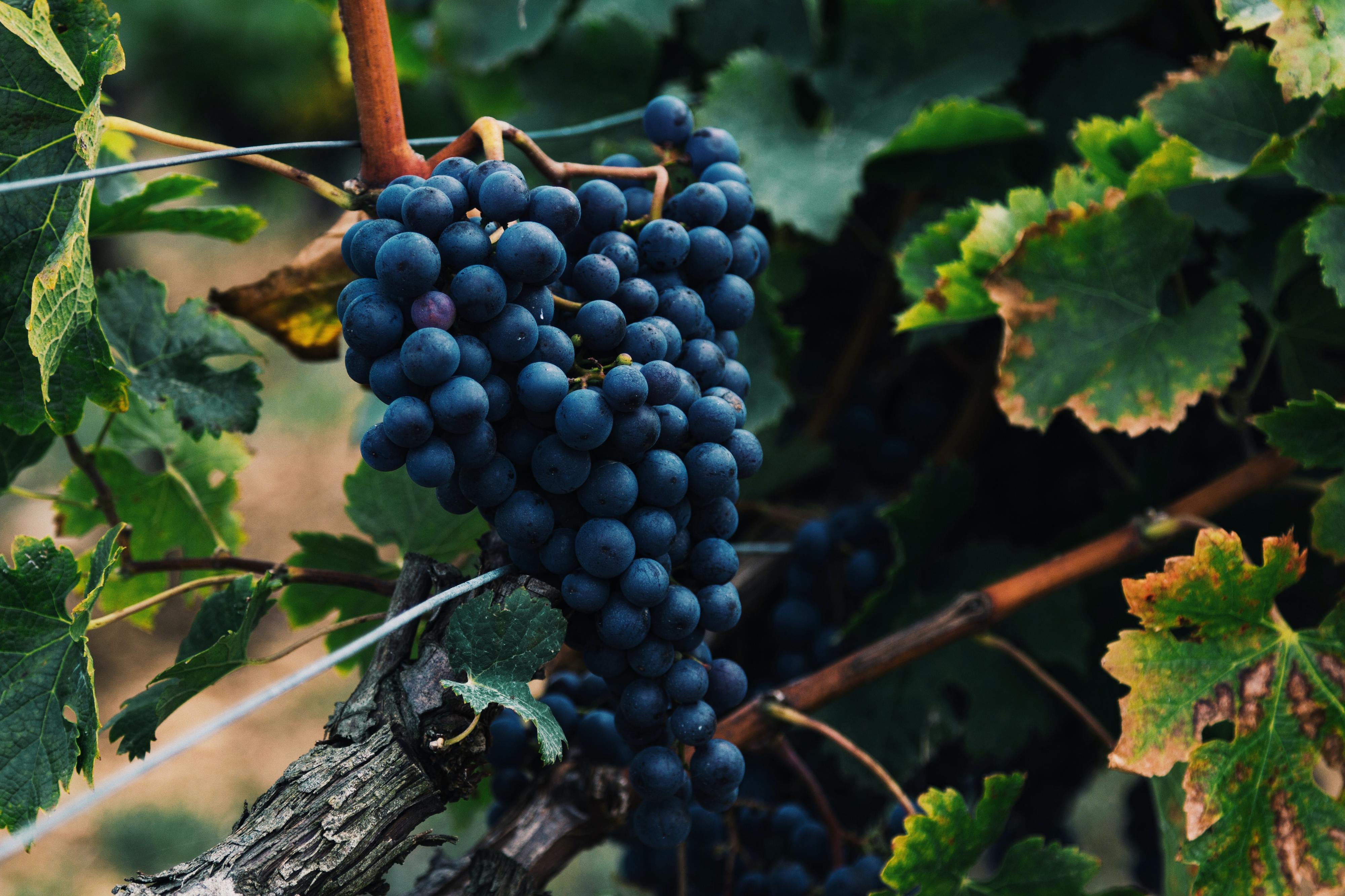Em Palmela, há uma nova motivação para caminhar: vinho (e não nos ocorre melhor razão)