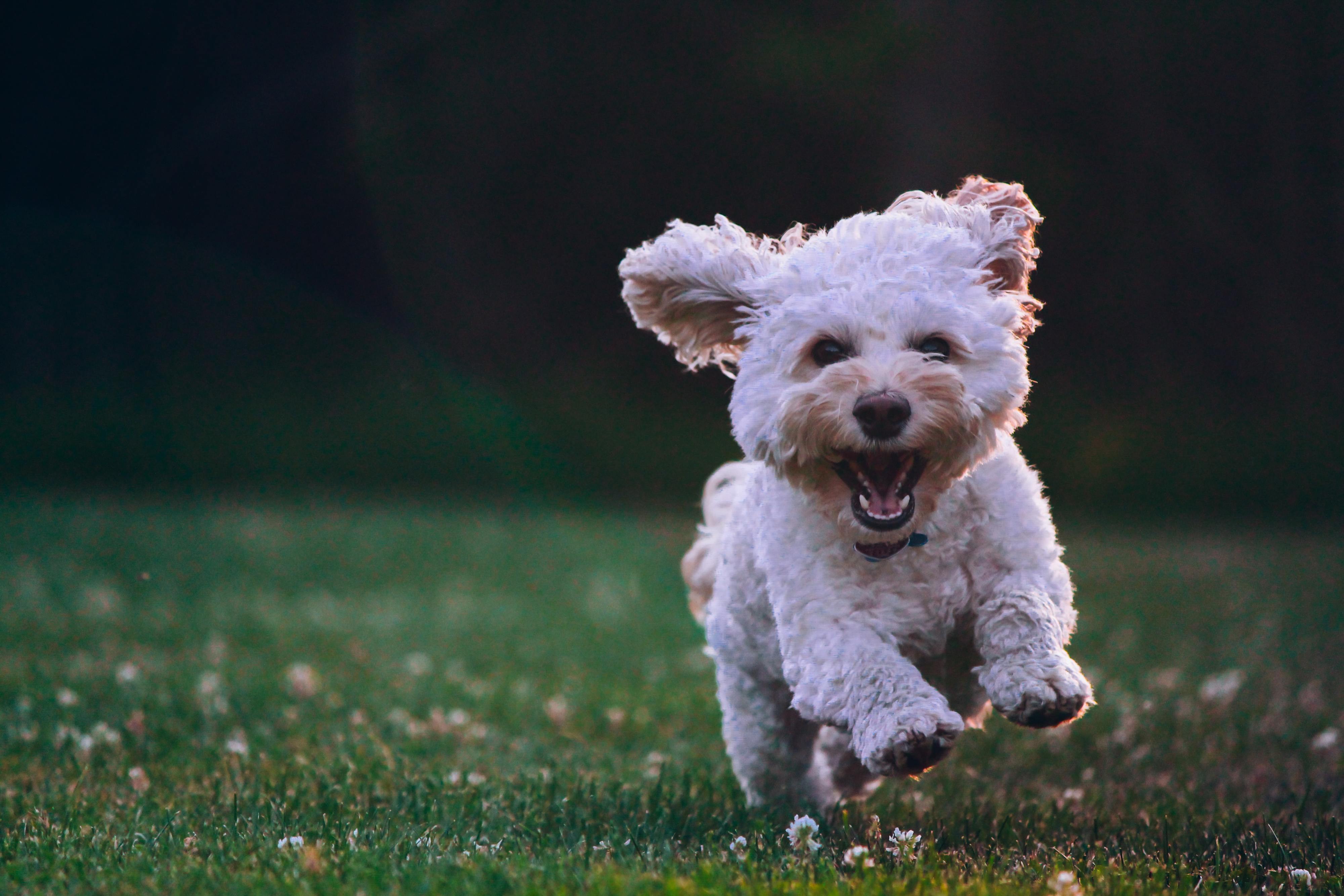 6 creches onde pode deixar o seu cão durante o dia
