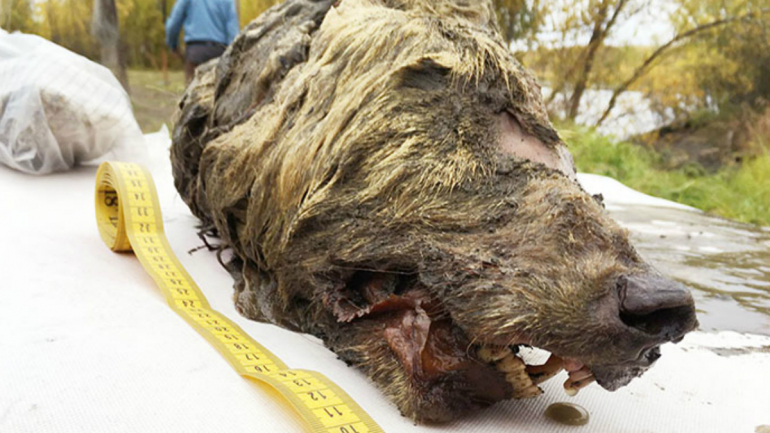 A cabeça do animal mede cerca de 40 centímetros