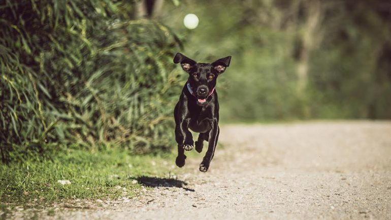 7 Truques para tirar fotos incríveis ao seu cão
