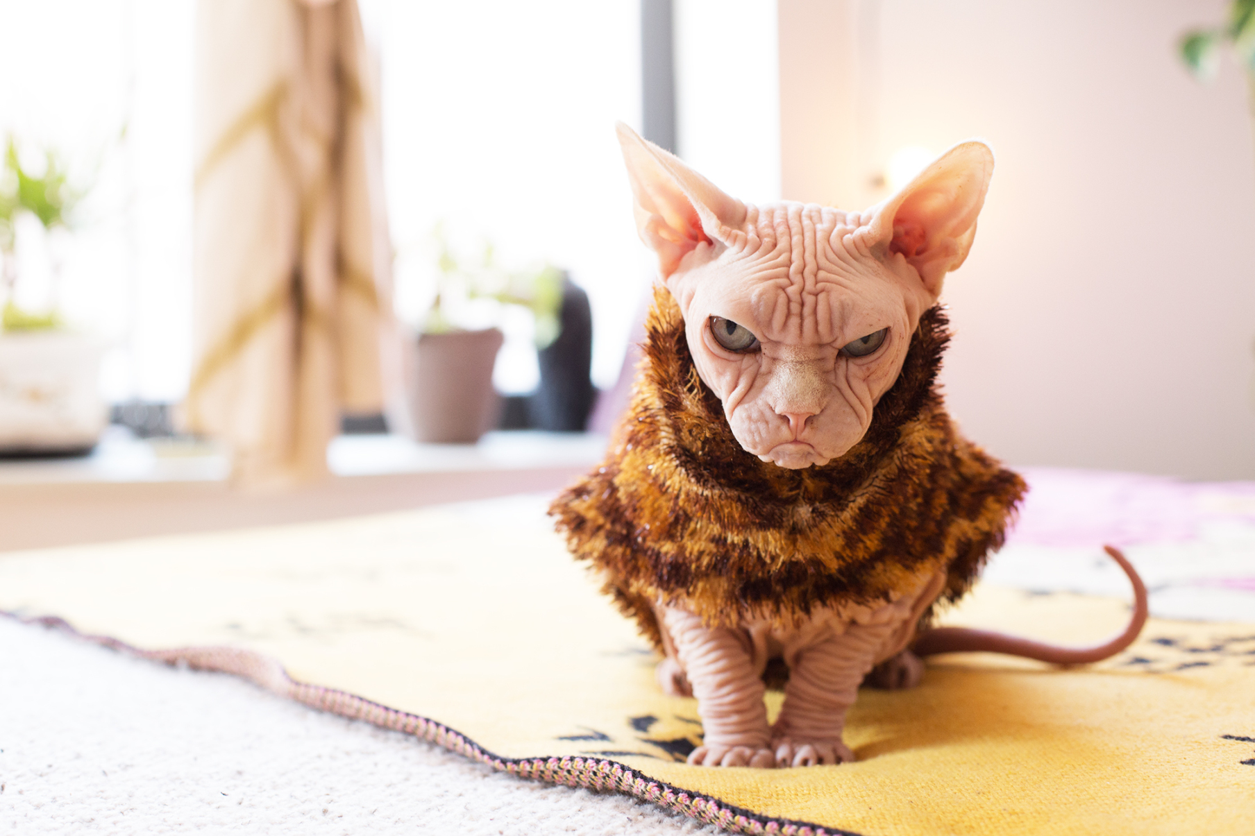 Loki, o gato mal-disposto que está a fazer sucesso no Instagram