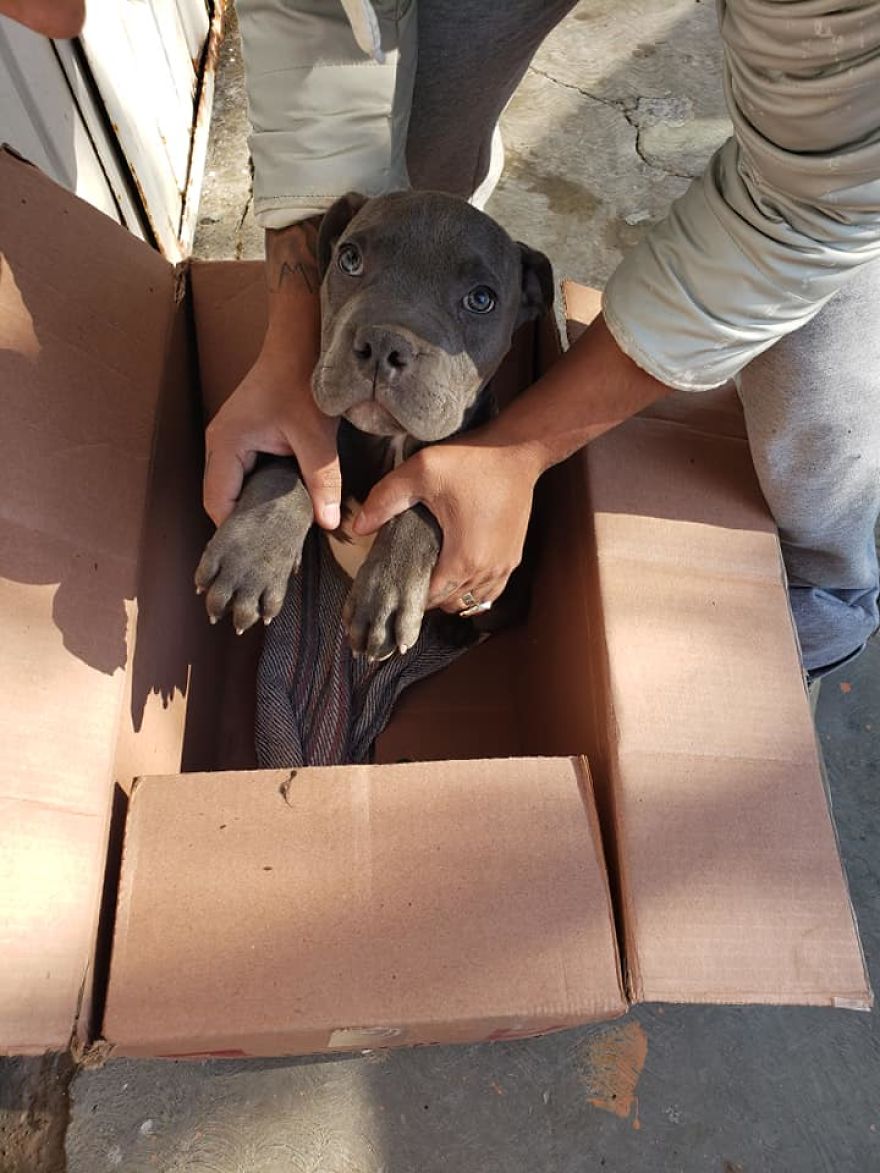Criança entrega o seu cão a um abrigo de animais para o salvar dos maus tratos do pai
