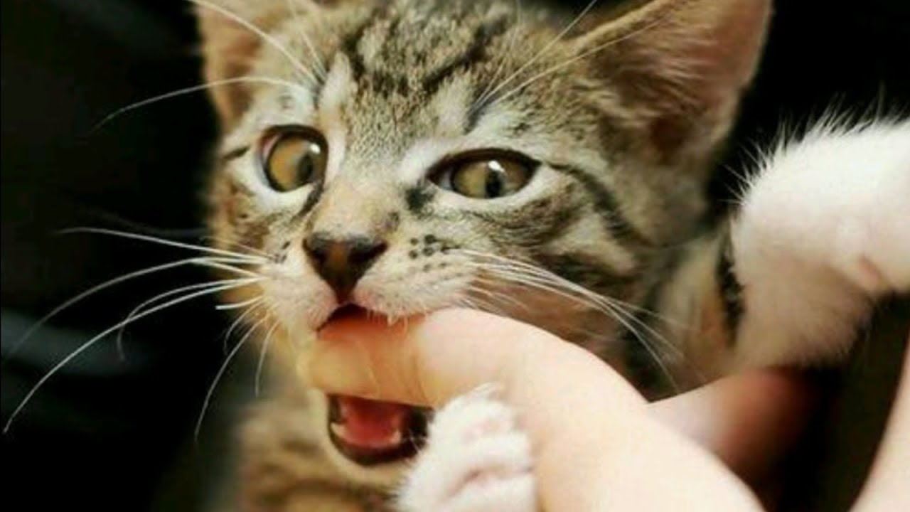 Gatos são capazes de comer um cadáver humano, garante estudo