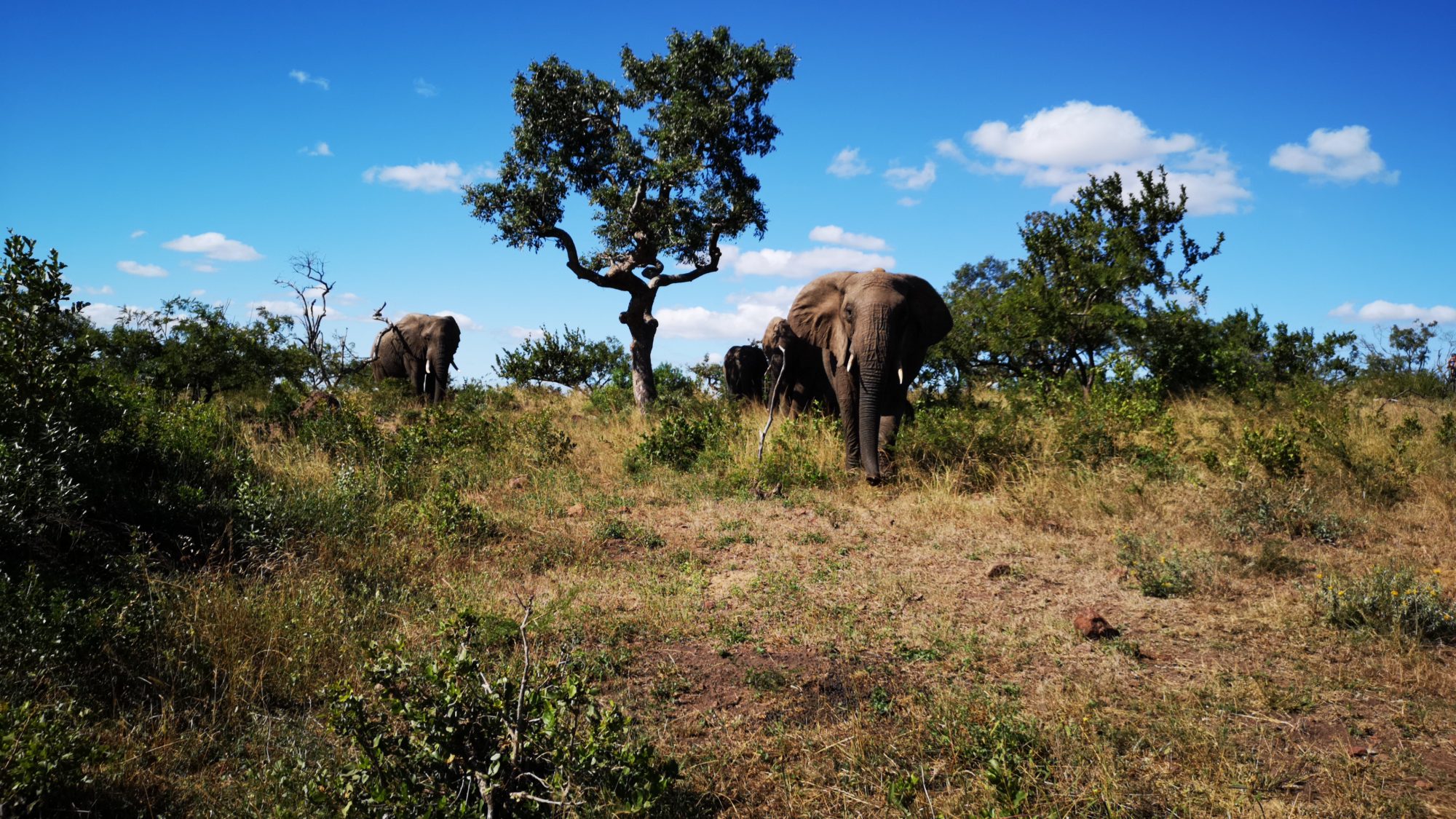 Fomos testar o novo Huawei num safari na África do Sul