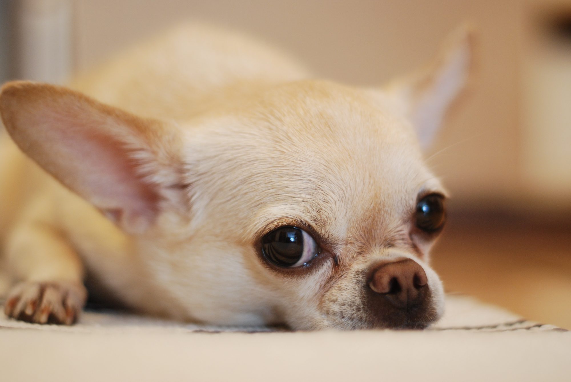 Estudo. As tigelas de água para cães são perigosas para os donos