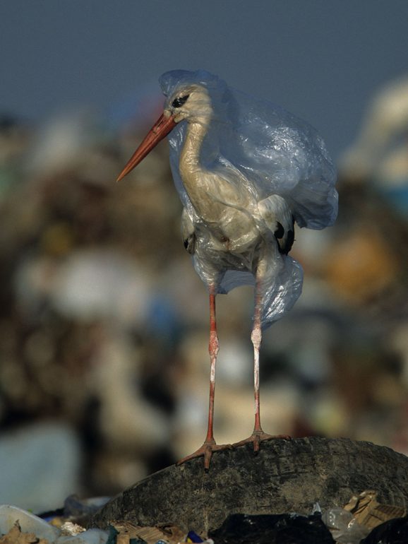 Um fotógrafo libertou esta cegonha num aterro em Espanha