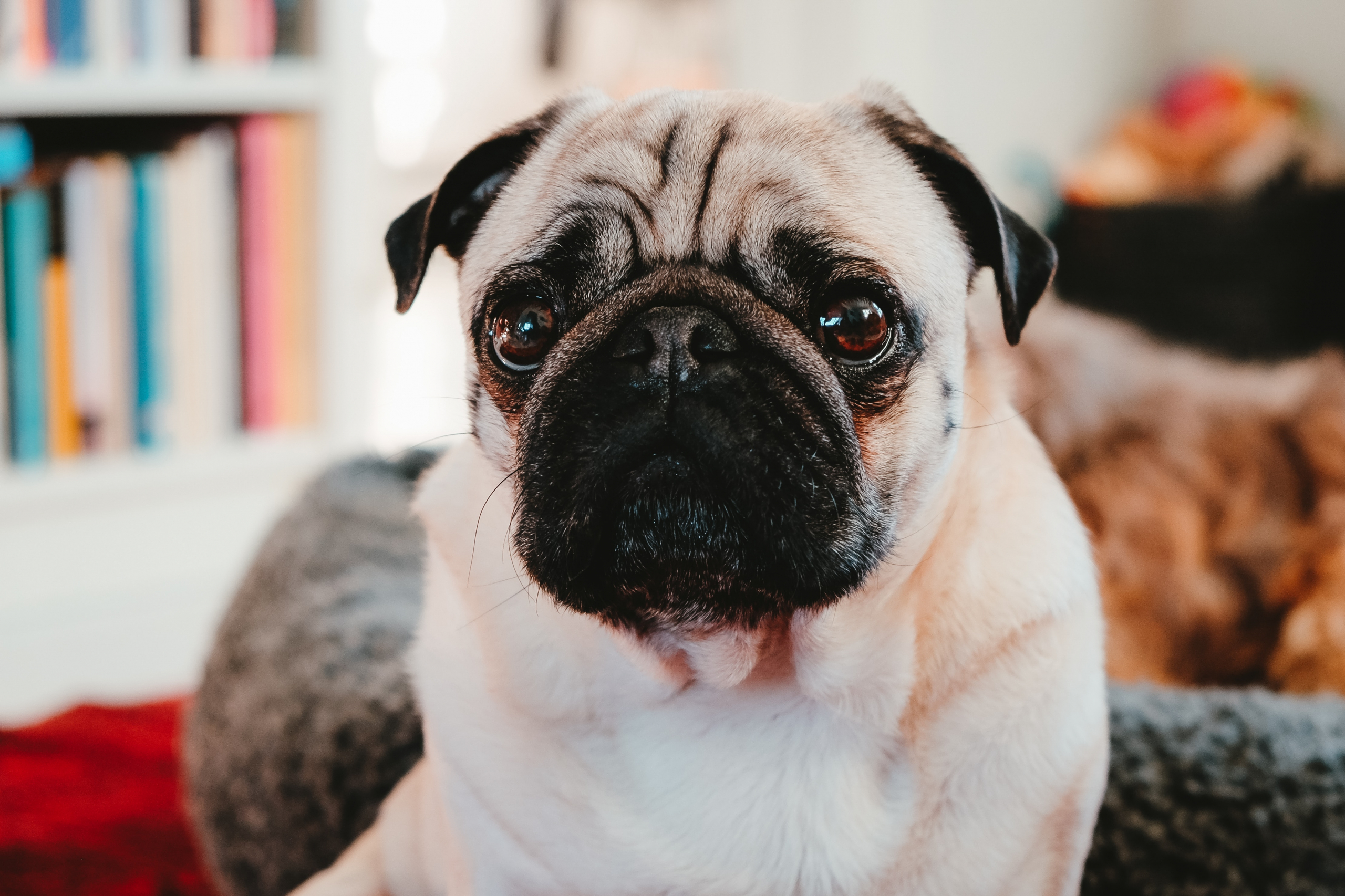 O raio-X ao focinho deste pug é hilariante e assustador