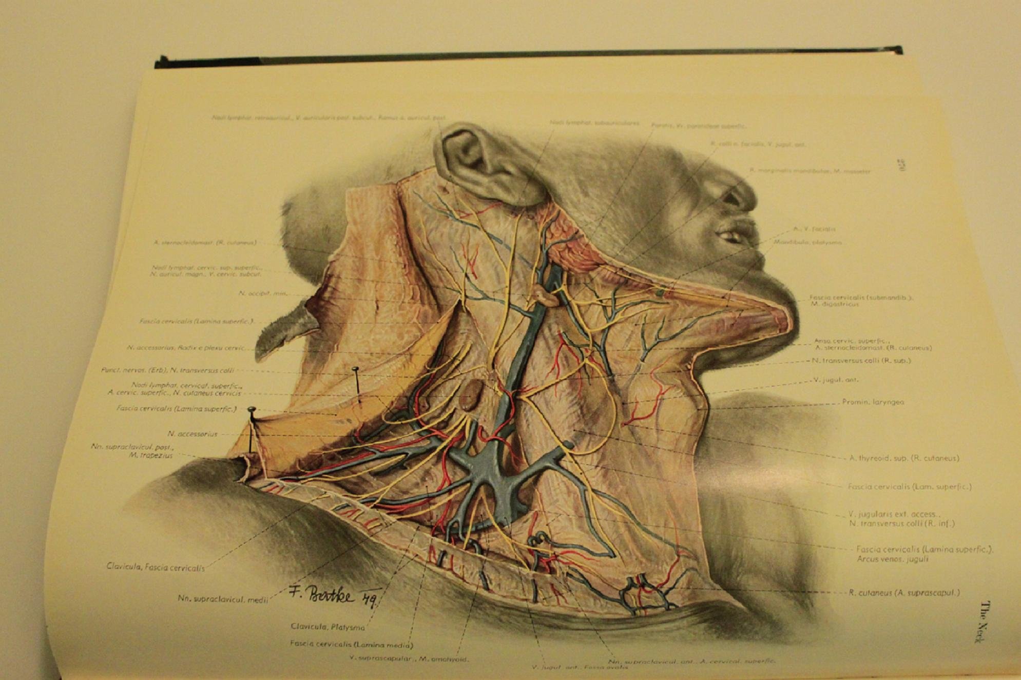 A história do atlas de anatomia nazi que ainda é usado por cirurgiões