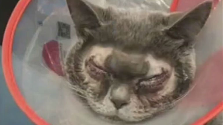 Mulher paga cirurgia plástica a gato por achar o animal “demasiado feio”