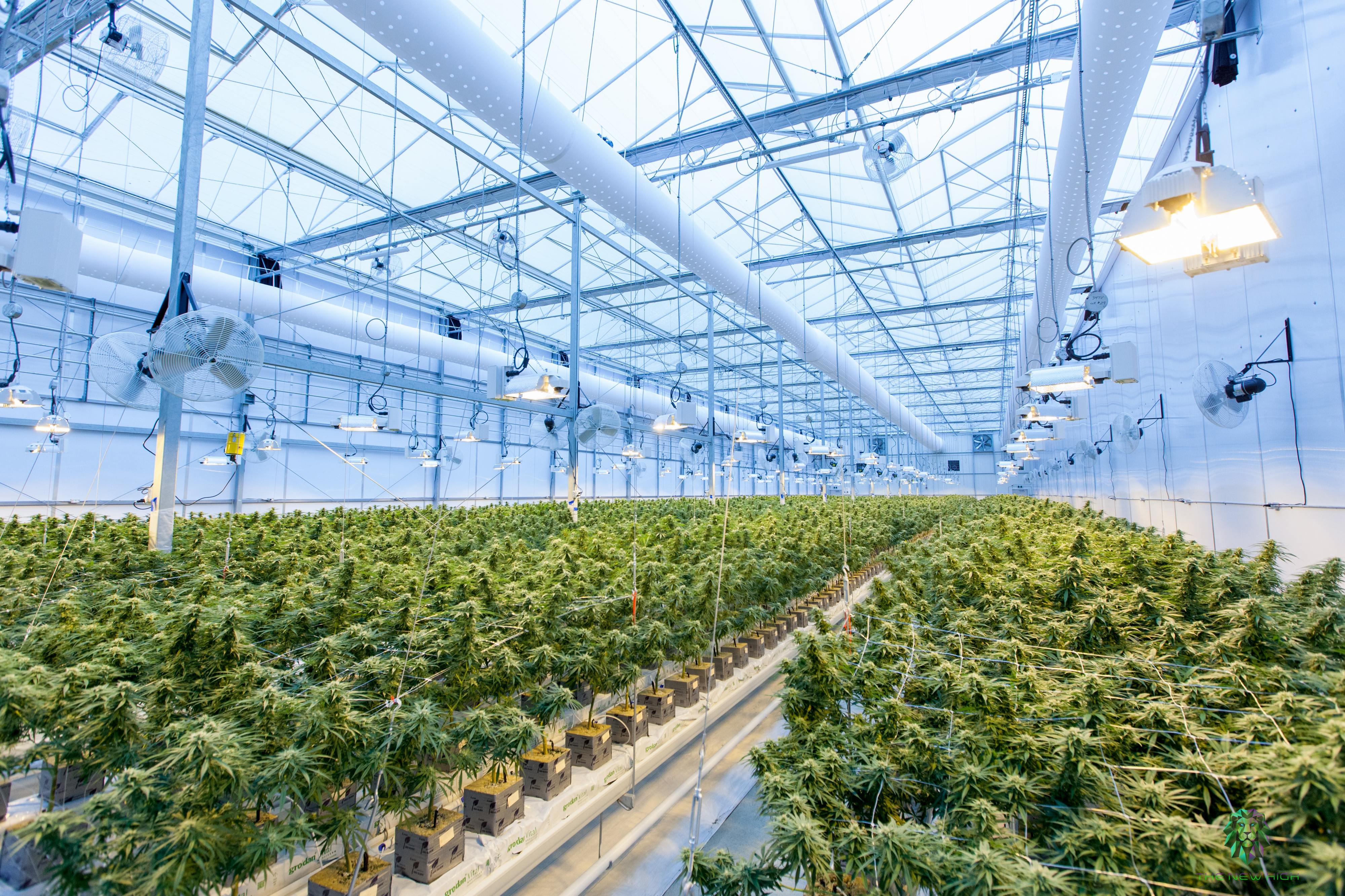 Primeiro produto medicinal de canábis chega às farmácias em abril e custa 150€