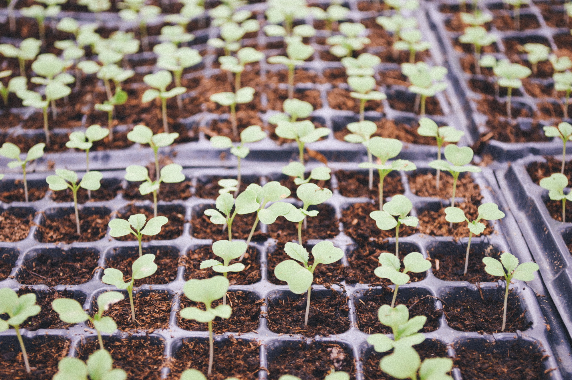 7 passos simples para ter uma horta biológica em casa