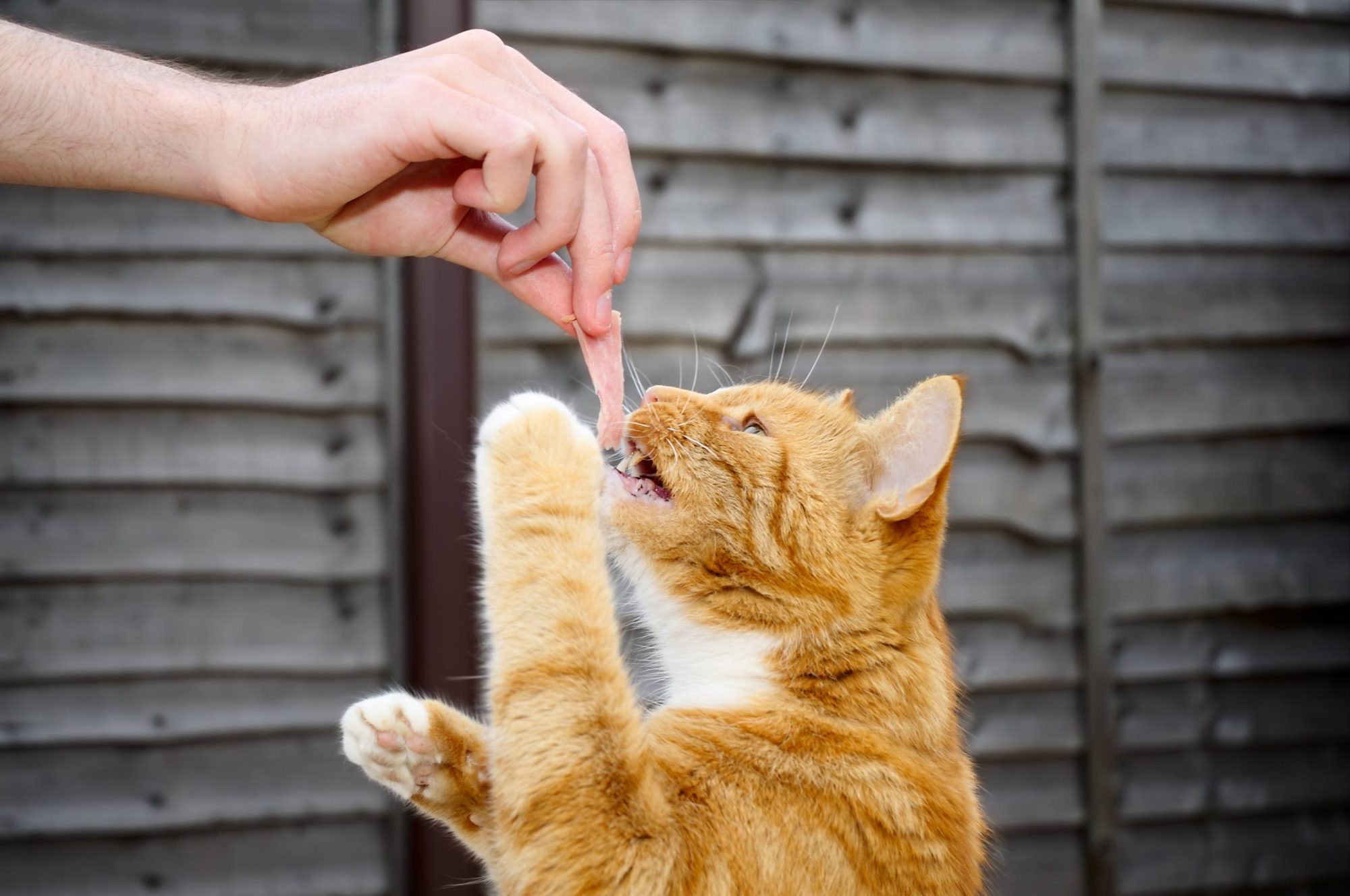 Veterinário alerta: “as pessoas sobrealimentam de forma sistemática os seus animais”