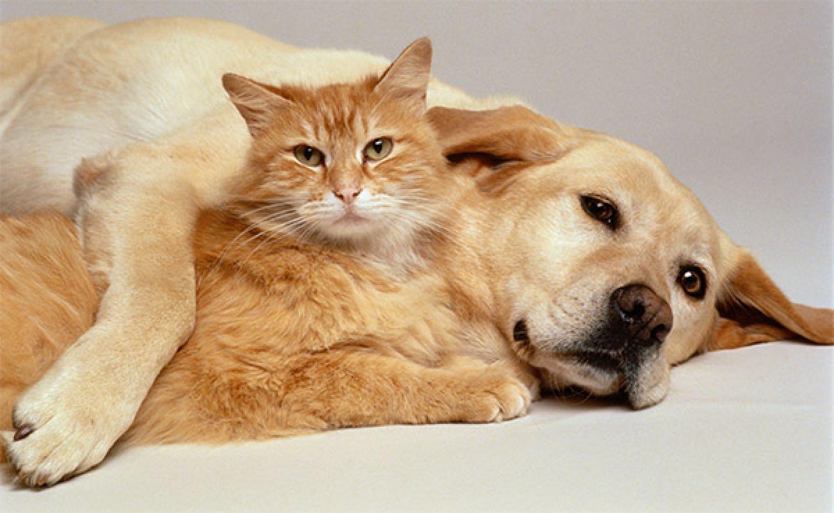 Está preparado para viver com um gato ou cão? Este quizz dá-lhe a resposta