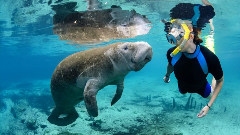 Experiências. 9 sítios onde pode nadar com porcos, tubarões, lontras ou medusas