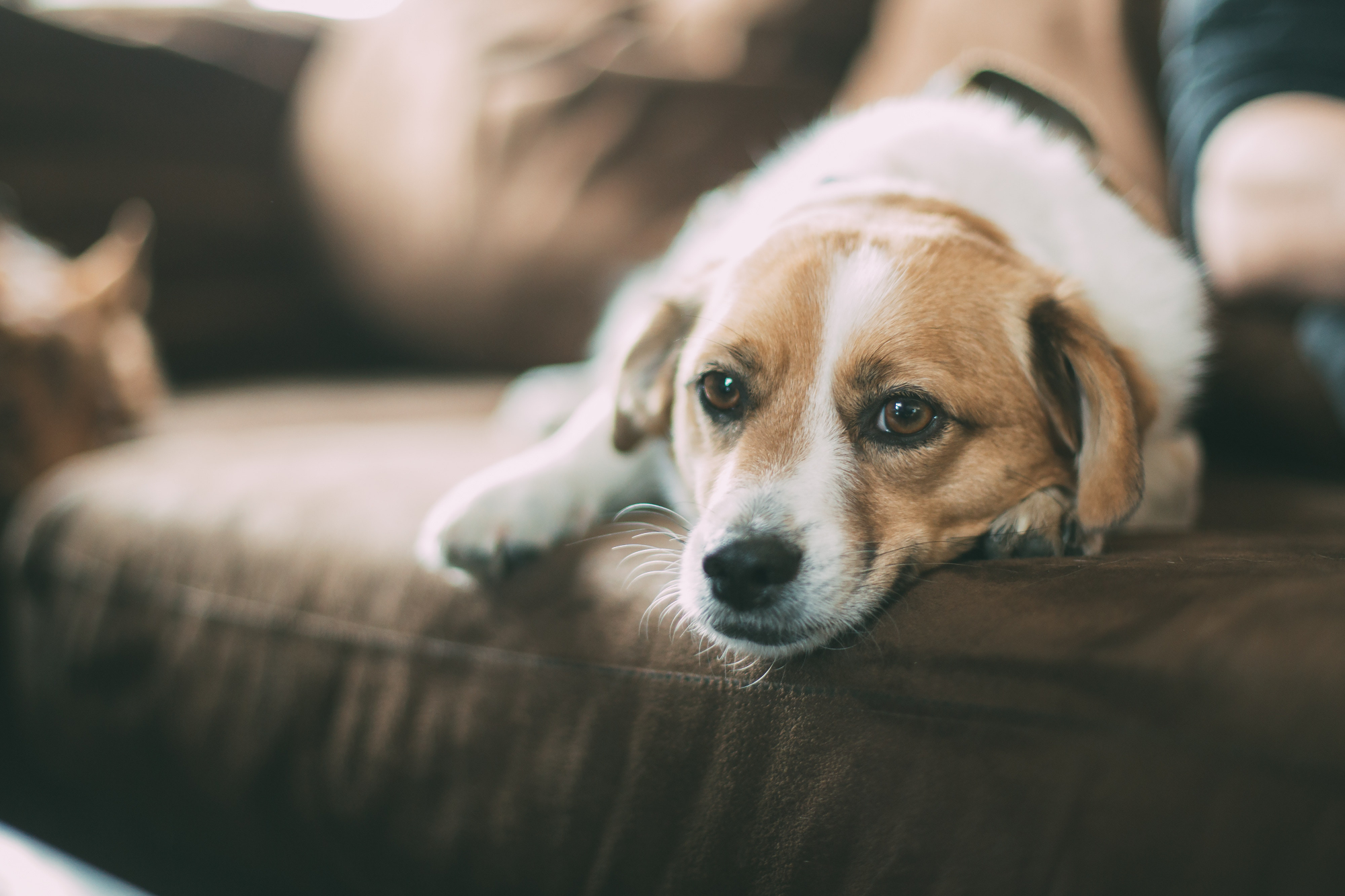 Mulher alerta para o perigo dos brinquedos de corda depois de o seu cão morrer