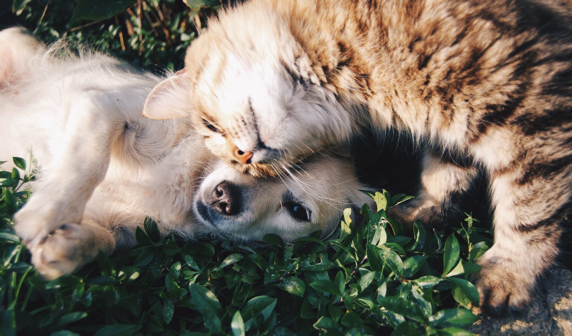 Os dentes dos cães e dos gatos também são para escovar