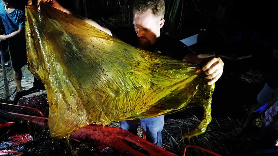 Baleia encontrada morta nas Filipinas tinha 40 quilos de plástico no estômago