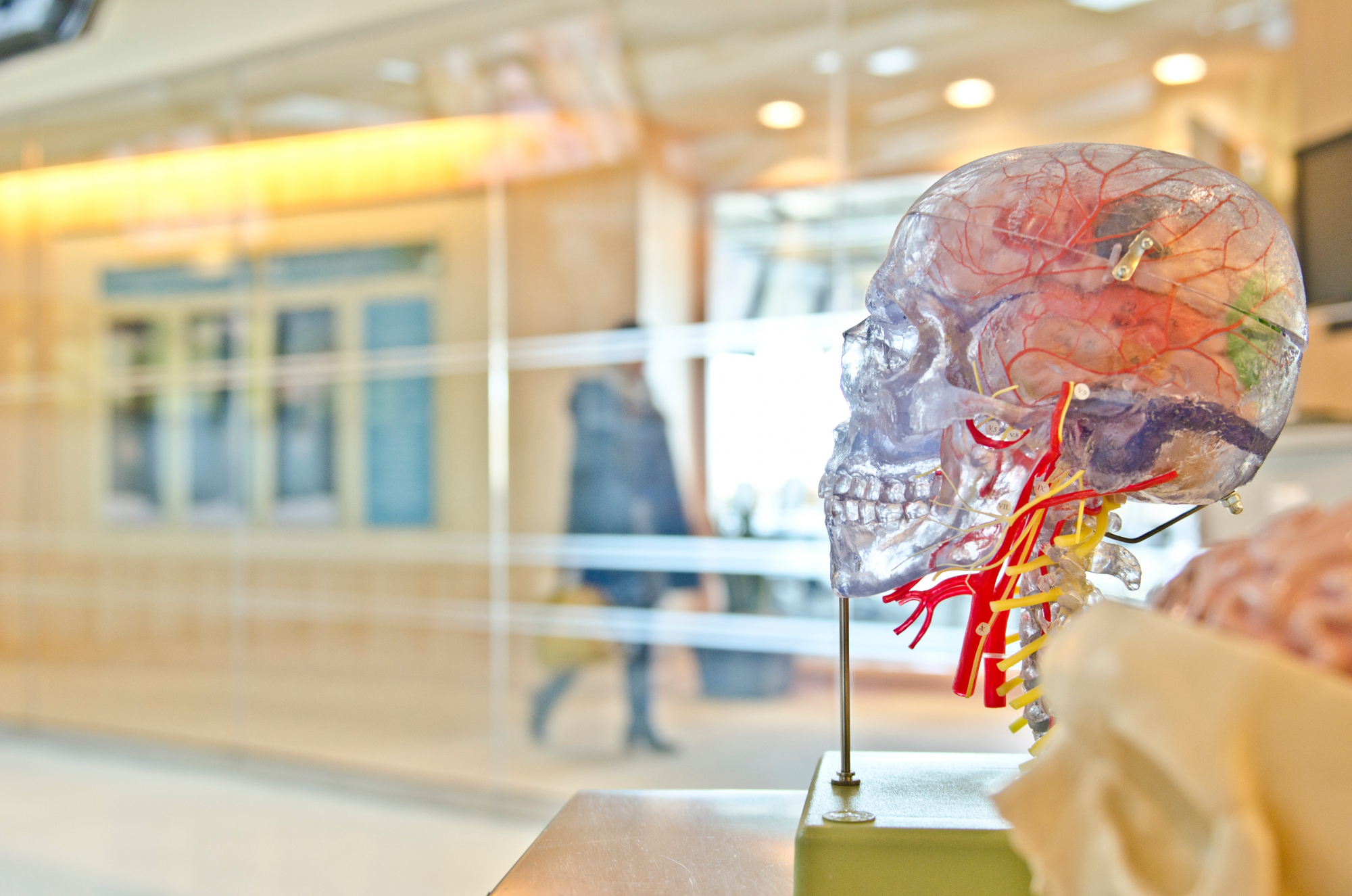 Homens e mulheres têm cérebros diferentes? Neurocientista diz que não